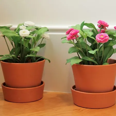 House / Casa * פורטו