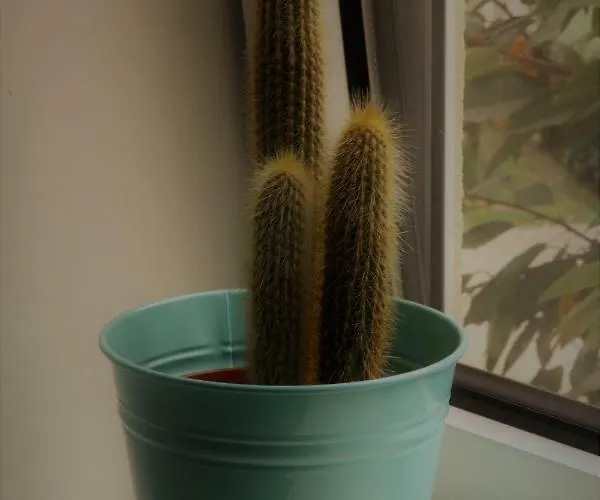 House / Casa Appartement Porto