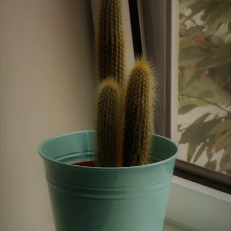 House / Casa Appartement Porto